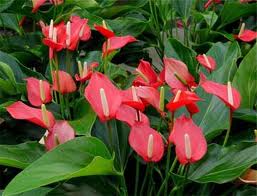 anthurium.jpg