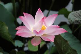 fleur de lotus.jpg