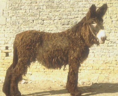 âne du Poitou.jpg