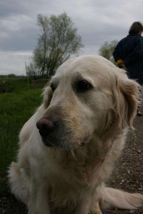 Ici aussi on a notre boule de poils blanche, c'est un golden, OK pas vraiment le genre chien de Sibérie mais plutôt genre chien de tapis dans la yourte ! C'est la ouaf poubelle comme l'on rebaptisé les enfants ! Allez une petite léchouille à vous tous et je vais faire dodo.