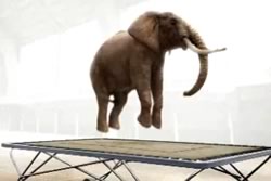 trampoline_elephant_250w.jpg