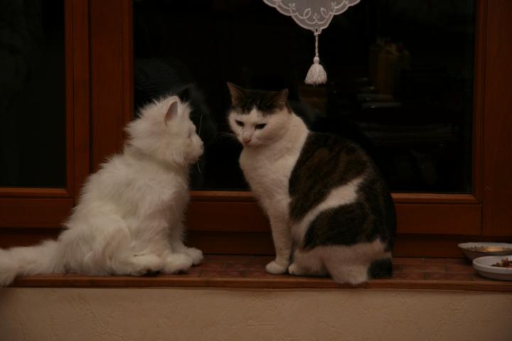 Petite devinette : l'une est Minette, l'autre fi-fille de la famille, l'autre est une très mauvaise contre façon de Noêl ! Avez vous trouvez qui est la vraie ? petite indice, notre chatte est une sans queue suite à un accident ...