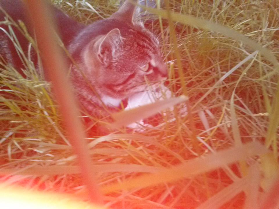 ici Frimousse 2 ans