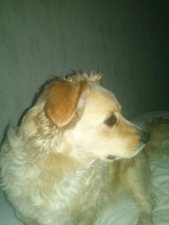 voici Falky 3 ans il était a la SPA