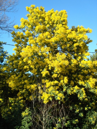 med-mimosa-en-fleur-visoflora-1539[1].jpg